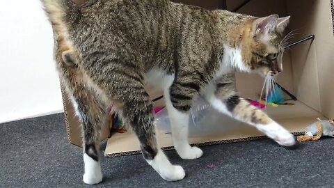 The Cat and the New Box
