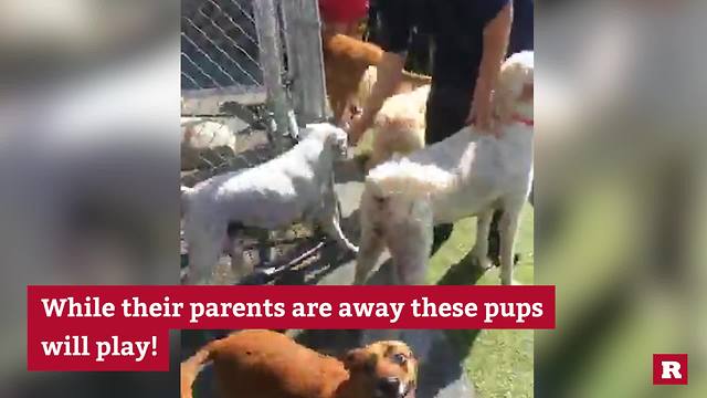 Playing With Pups | Rare Animals