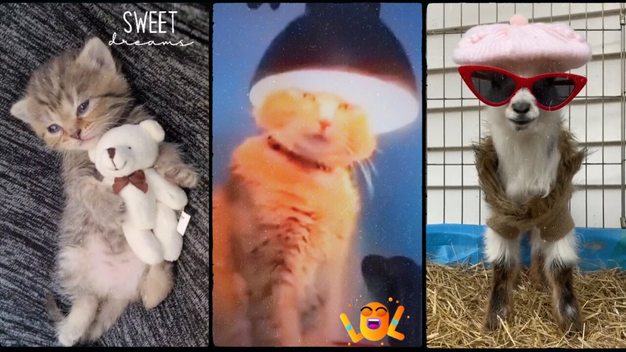 TikTok Pets | Funny Animals that Will Cheer You Up 😂 (Hilarious)