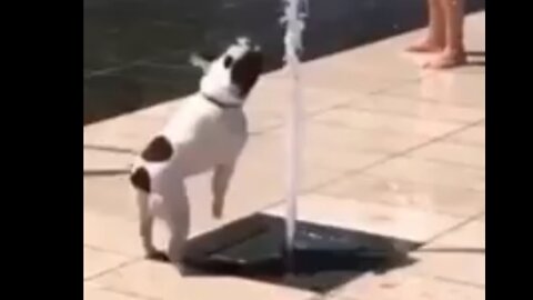 Dog playing with water /puppy dog playing