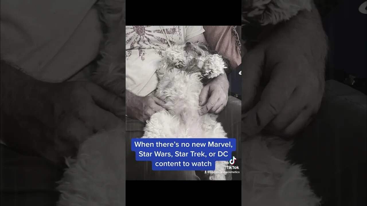 When theres no new content to binge #mcu #dcu #starwars #startrek #dog #puppy