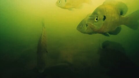 Checking out what fish live in the Tennessee River