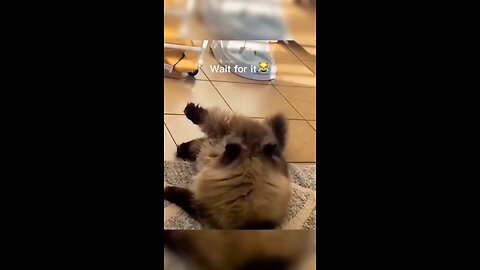 Funny animals videos from TikTok! Try not to laugh! 😹🐶🤣Funny animals videos funny meme comedy