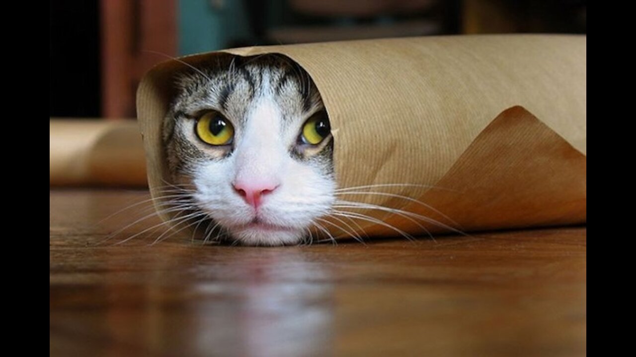 Funny animals 2020 - Cute dogs and cats doing funny momentes