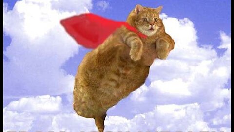 Funny pets and animal compilations
