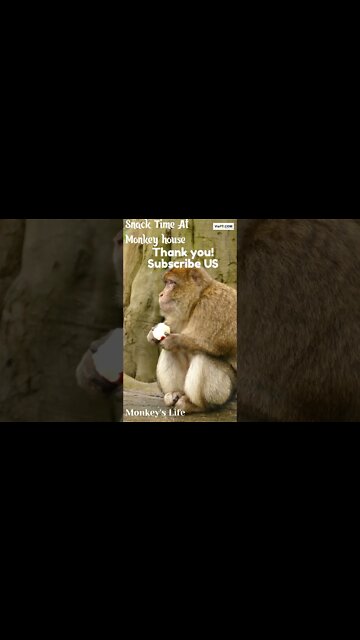 #monkeys, Monkey House #shorts