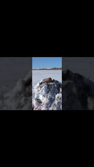 .308 from 5 yds. #shorts