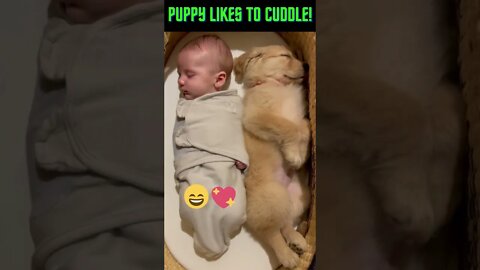 Puppy Like to Cuddle! #Shorts #Puppy #Puppies #Cute #Puppie #Cuddle #Love #Youtube Shorts #Youtube