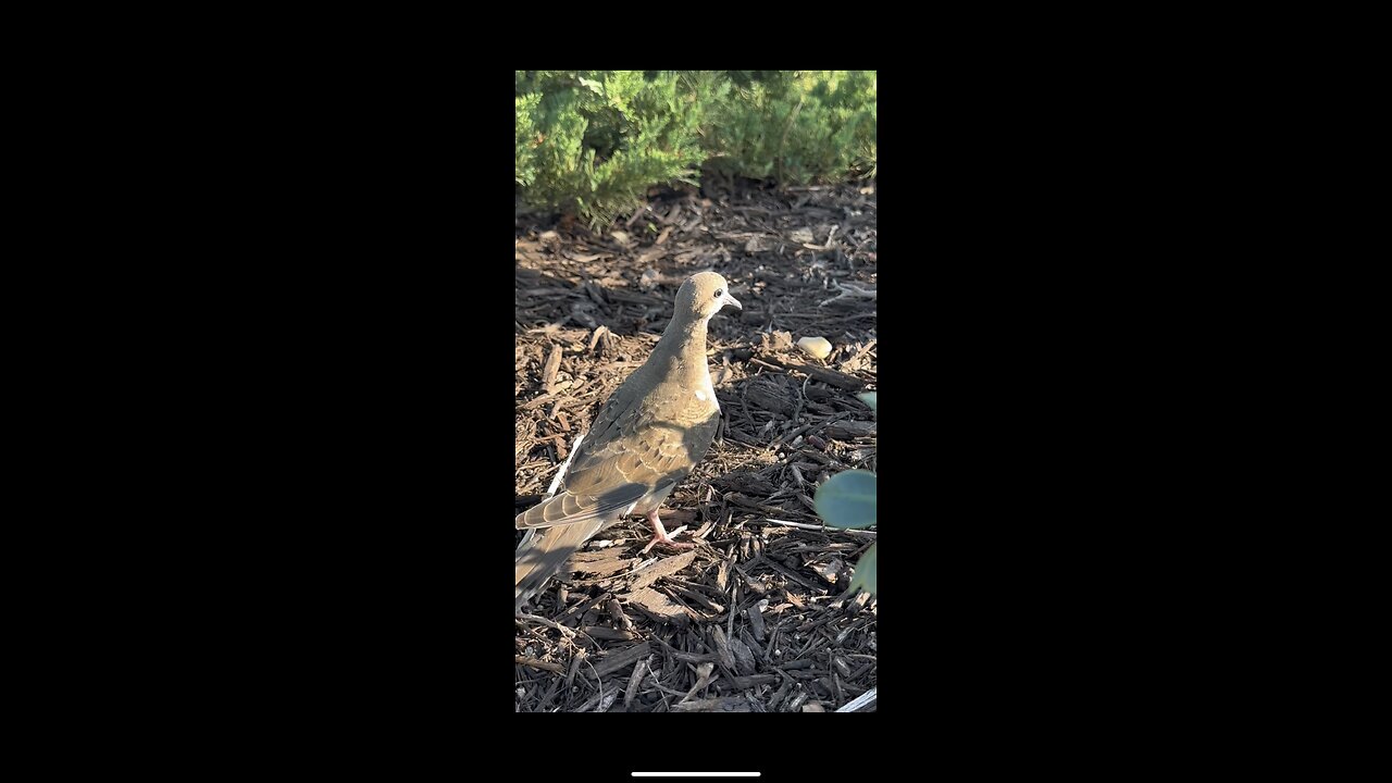 Scaredy birds