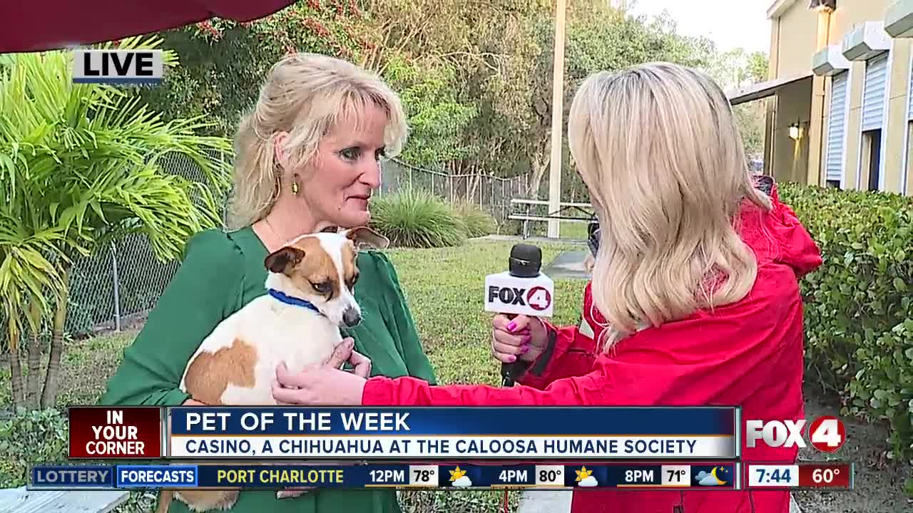 Fox 4 pet of the week: Casino