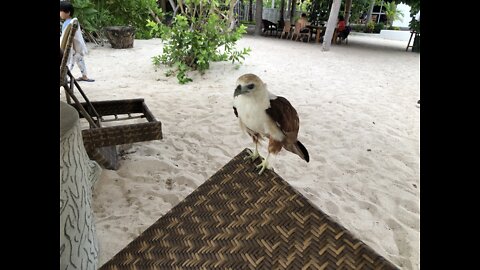 Wild Eagle at Pili Beach Santa Fe