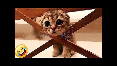 World Best Funniest🤑 Cat vs animal vs Kid 😃 Entertainment Don't Try Laughing 🤣 2024 clips 🫡