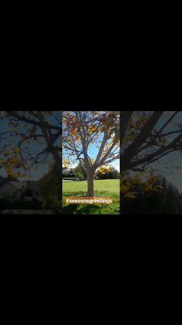 Seasons Greetings #fall #nature #season
