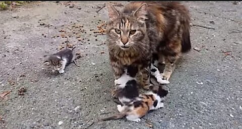 Baby kitten Meowing at mom