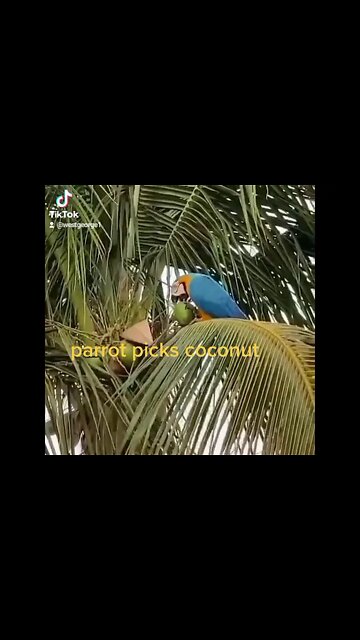 Parrot picks coconut and drinks its water.