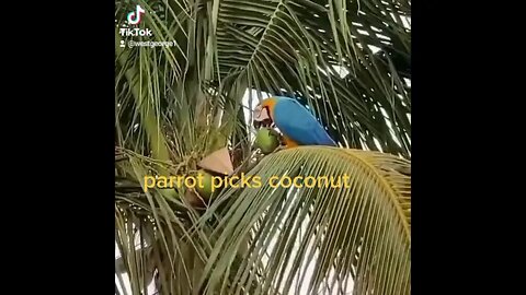 Parrot picks coconut and drinks its water.