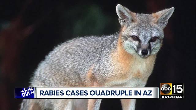 HEALTH ALERT: Rabies outbreak across Arizona