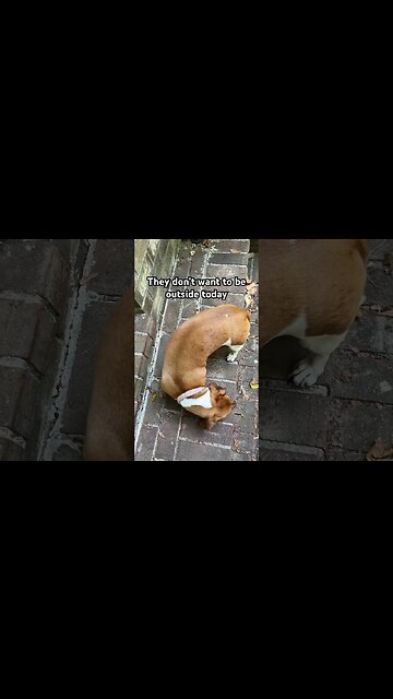 Pets Banchee and Monkey Won’t Stay Outside