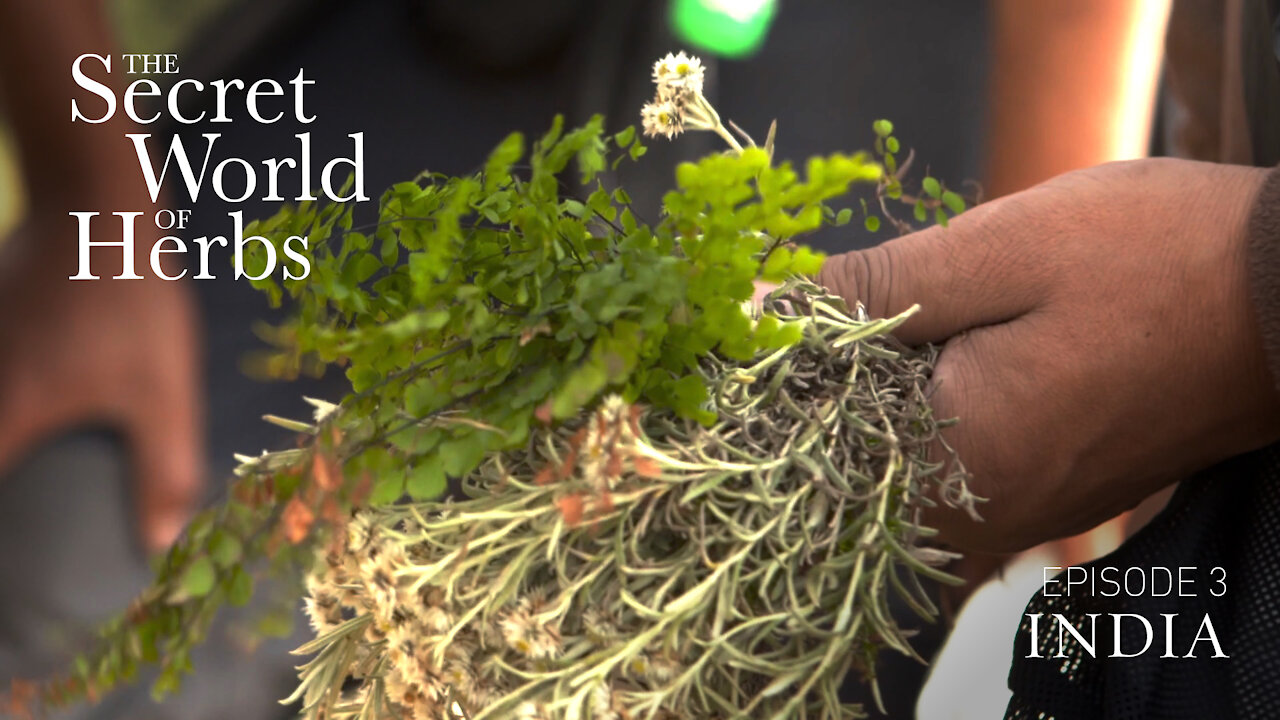 The Secret World of Herbs: In India (Episode 3) | Epoch Cinema