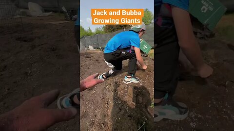 Jack and Gramps giantpumpkin update