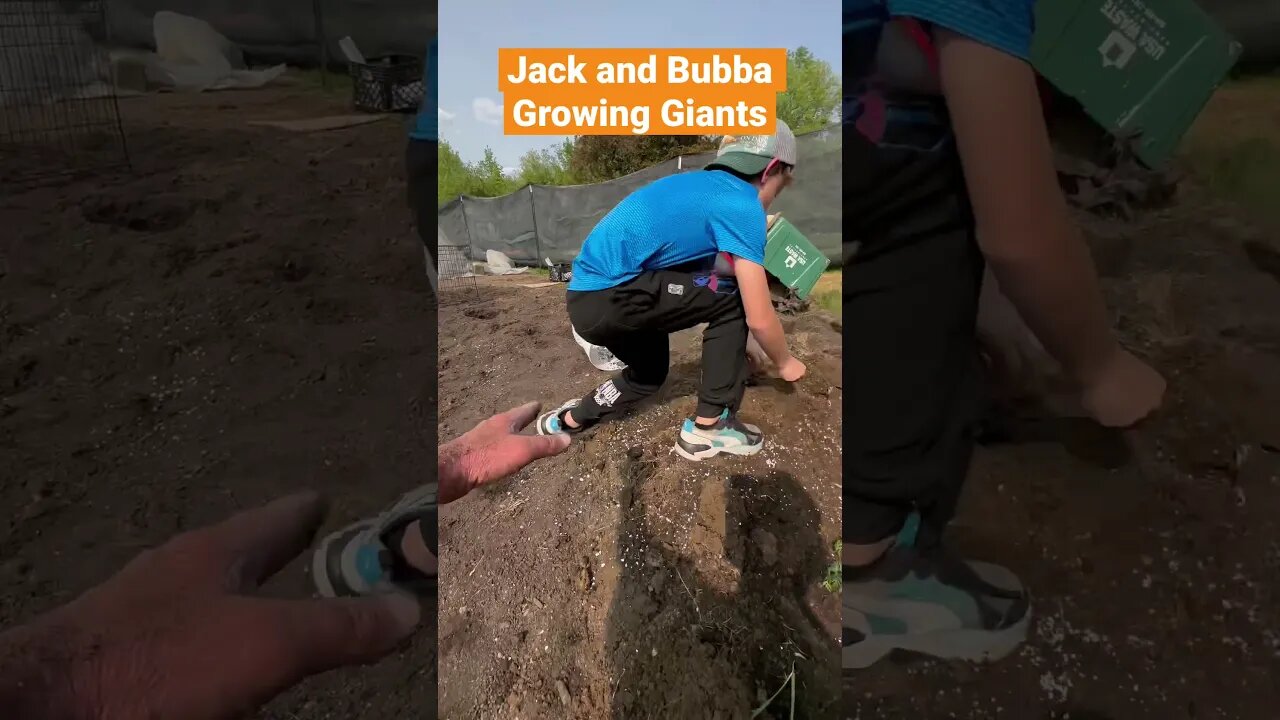 Jack and Gramps giantpumpkin update