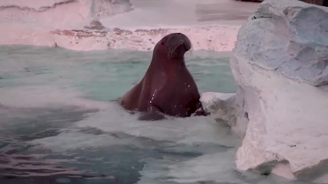 2 walrus calves swim on public view at SeaWorld Orlando