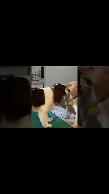 Golden Retriever & Springer Spaniel Puppies Tug of War!