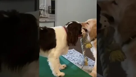 Golden Retriever & Springer Spaniel Puppies Tug of War!