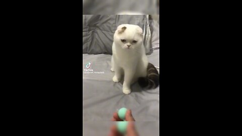 Funny Videos Animals😂