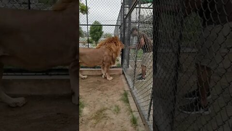 Lion Action 🐯#ytshorts #shorts #PetpupFun #Fun #Dogs #Cats #Entertaiment #trending #viral