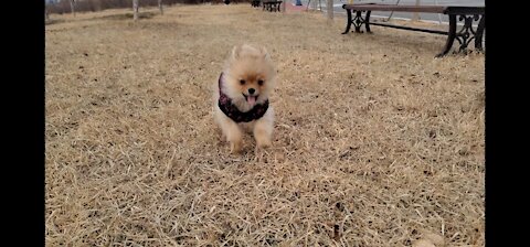 Puppy running happily