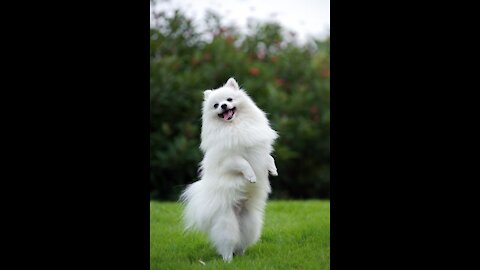 A dog playing a wonderful and lovely dog