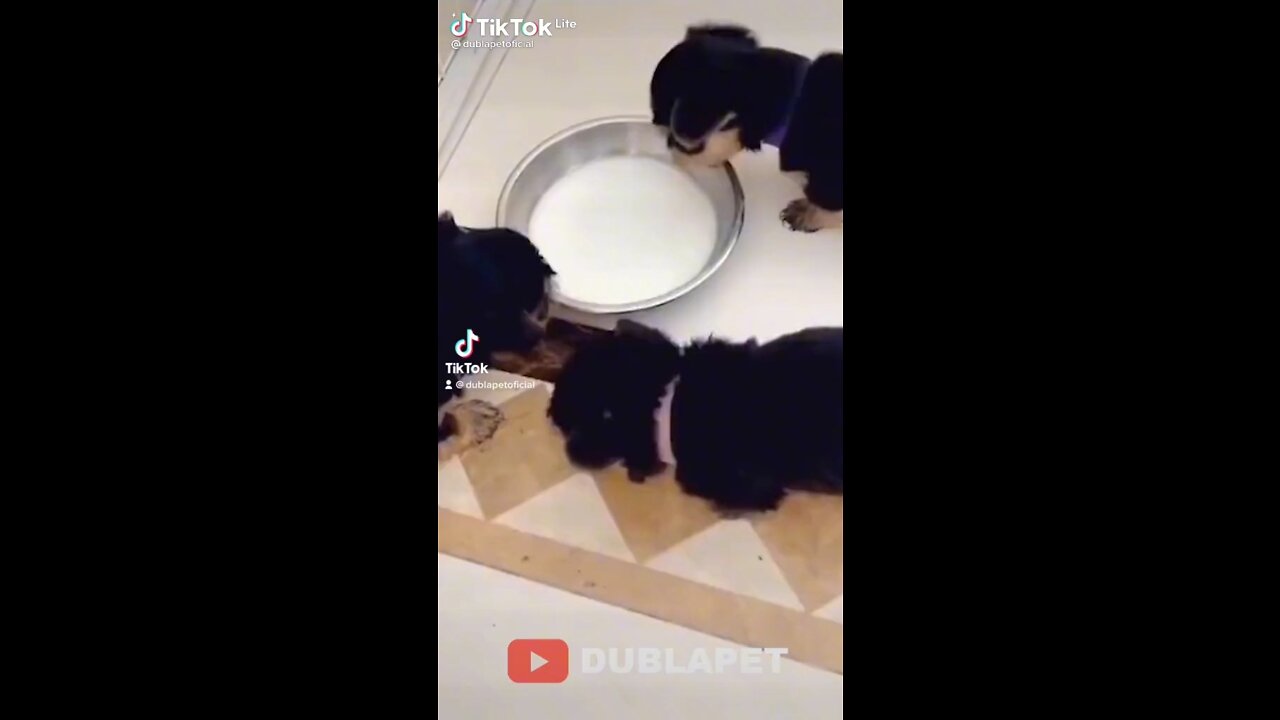 See what this clumsy, cuddly puppy has done