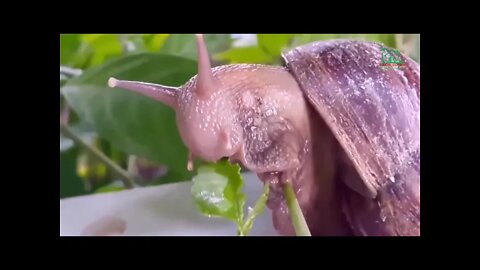 How do snails eat?