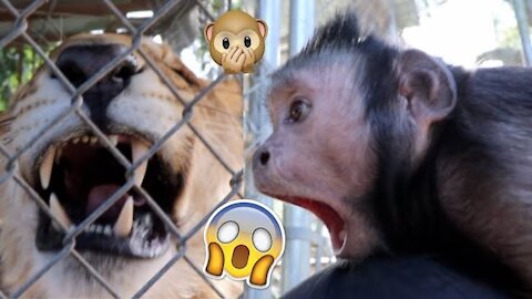Monkey slap tiger