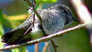 IECV NV #23 - 👀 Hummingbird In The Weeping Willow Tree 🐤 4-28-2014