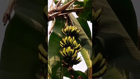 rural nature cinematic, banana plantation #ruralnature #bananaplantation #shortsfyp