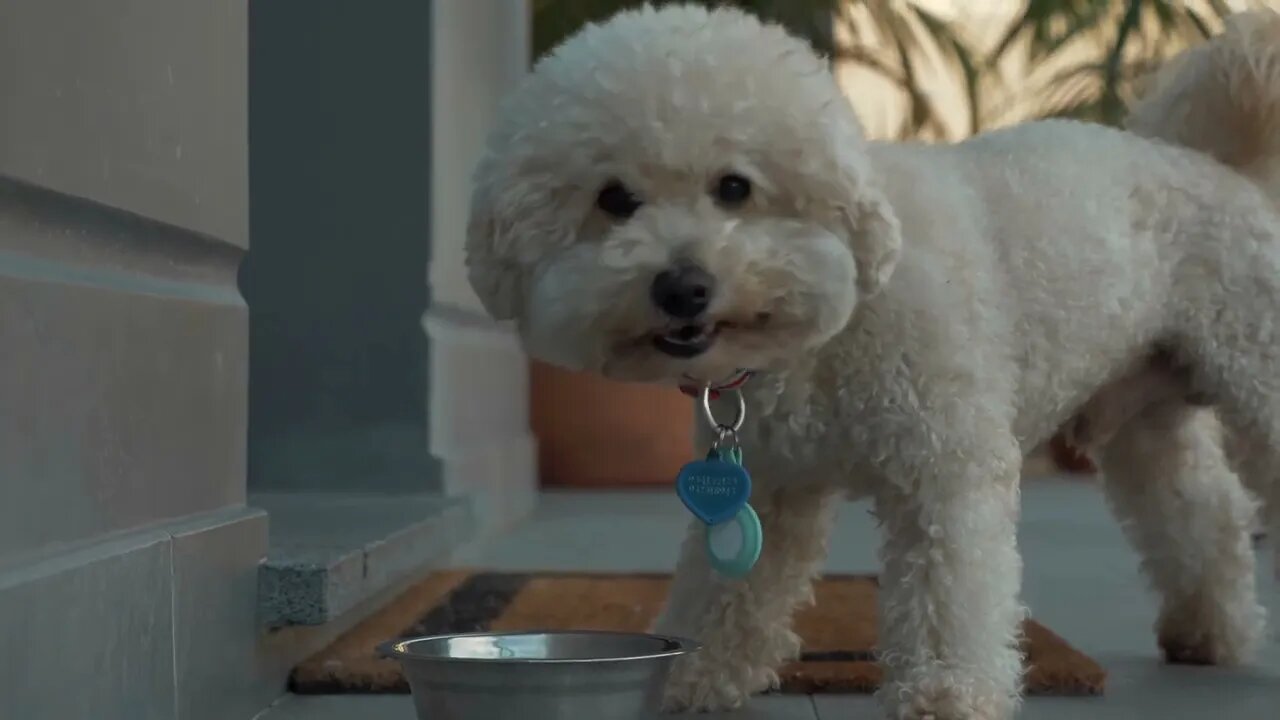 Beautiful-white dog eats food from a bowl #youtubeshorts #fortnite #youtube