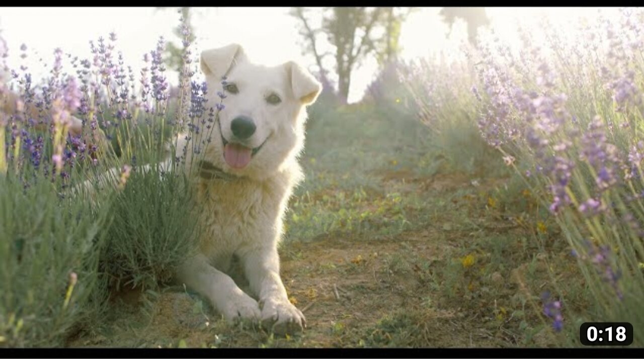 Pet playing in garden