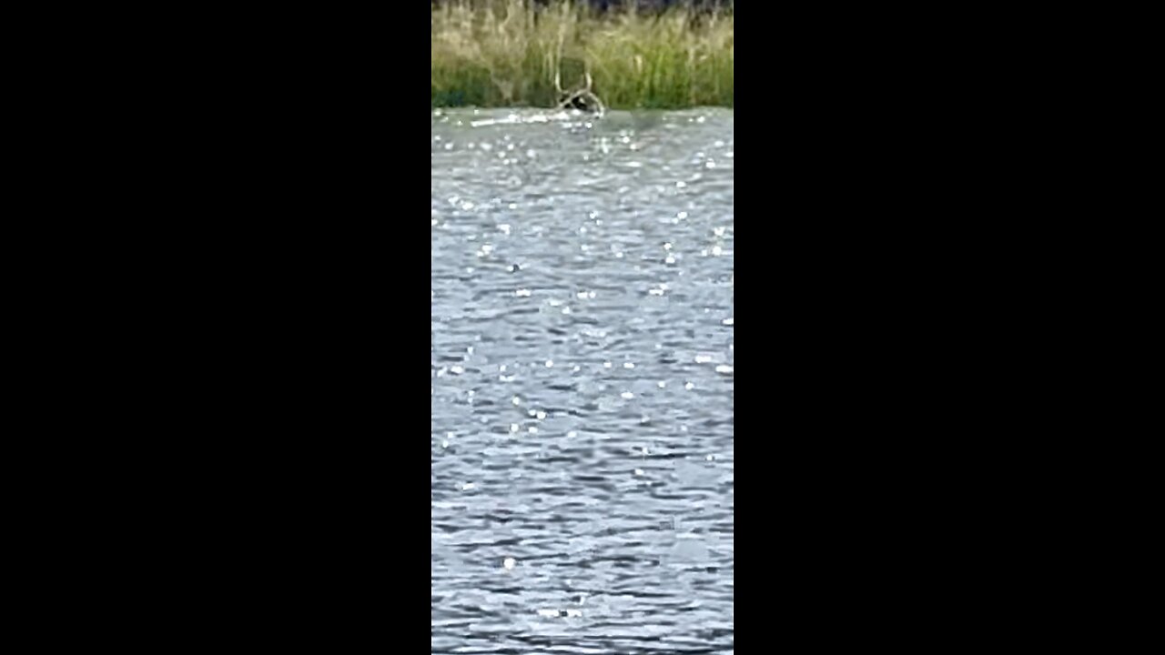 Part 2: Standard Poodle tracks deer to edge of river. The buck swims away.