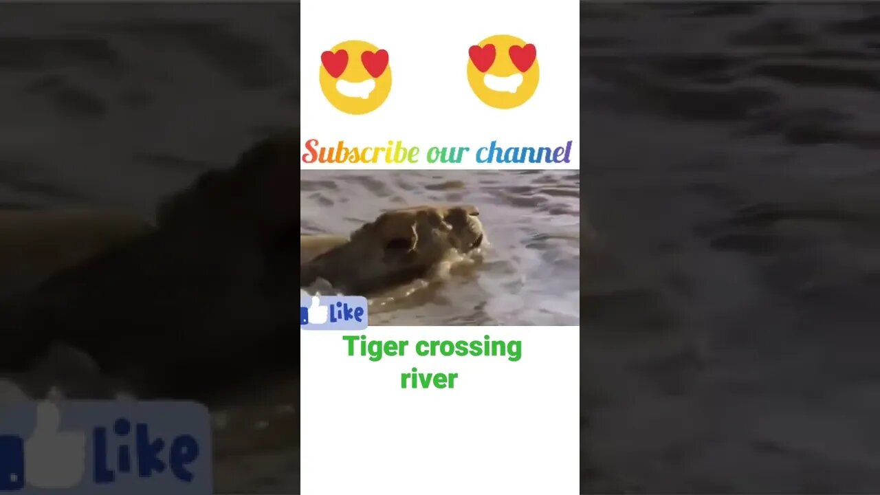 Tiger crossing the river|| #shorts #youtubeshorts