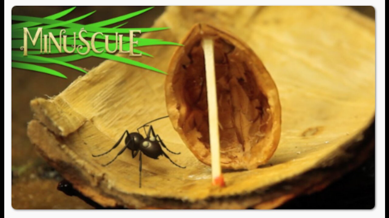 Minuscule - Compilation #9
