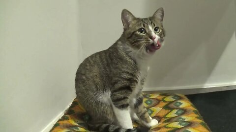 Kitten Rudolph Yawns and Gets Up