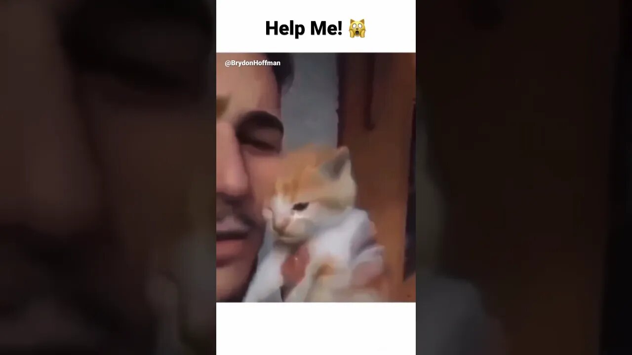 Funny Cat Meme 😂 pt.31 #shorts