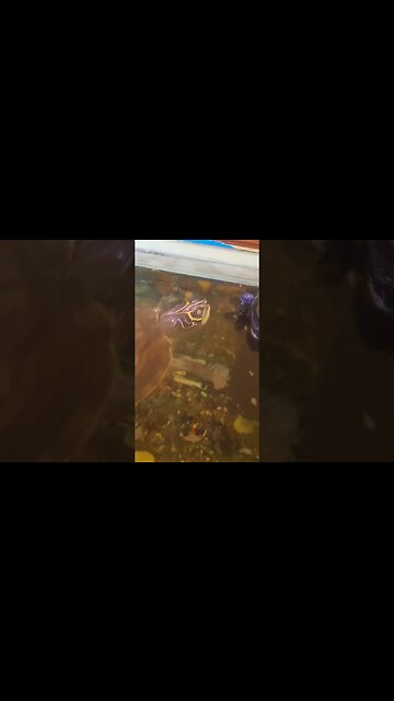 Hunting for Food 🐢🦐