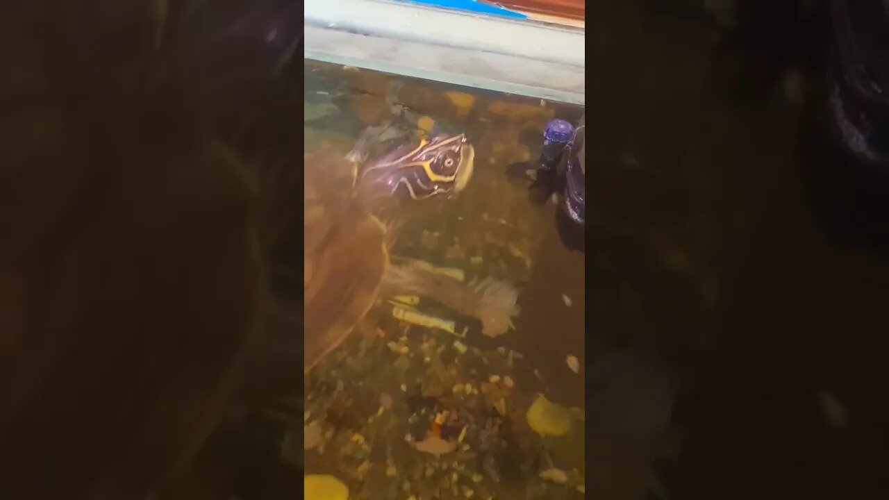 Hunting for Food 🐢🦐