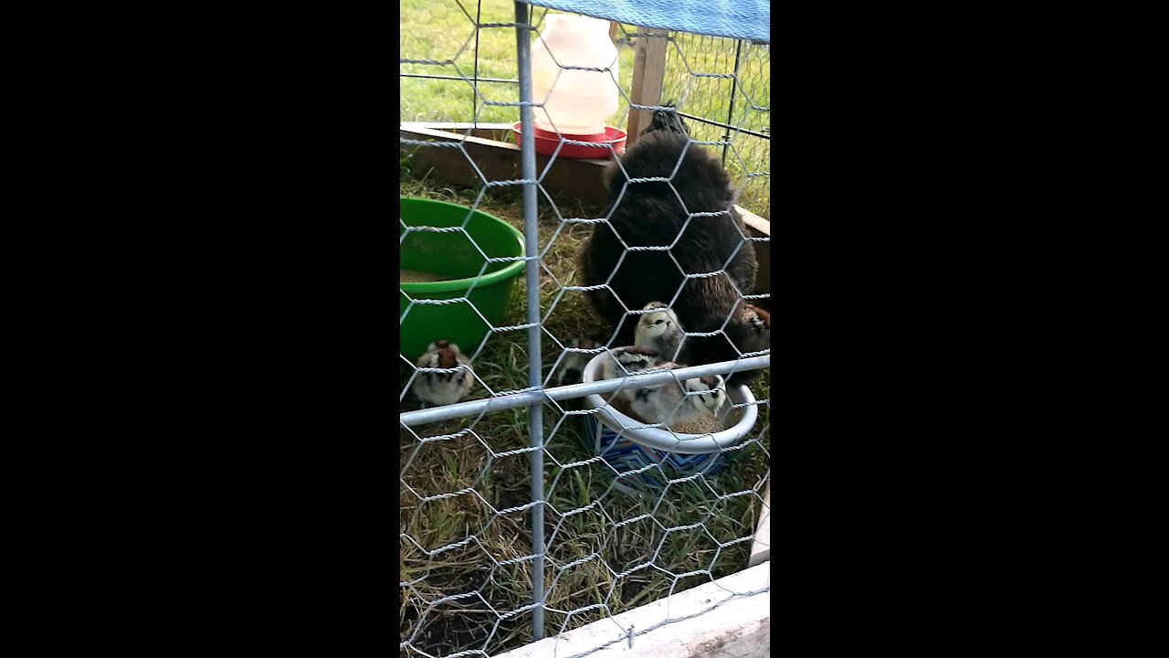 City Soay Sheep Farm