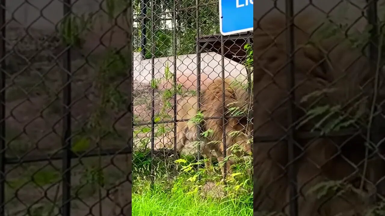 #lion #king #zoo #subscribe #ytshorts #trending #support #everyone #everyoneactive #tiktok #shorts