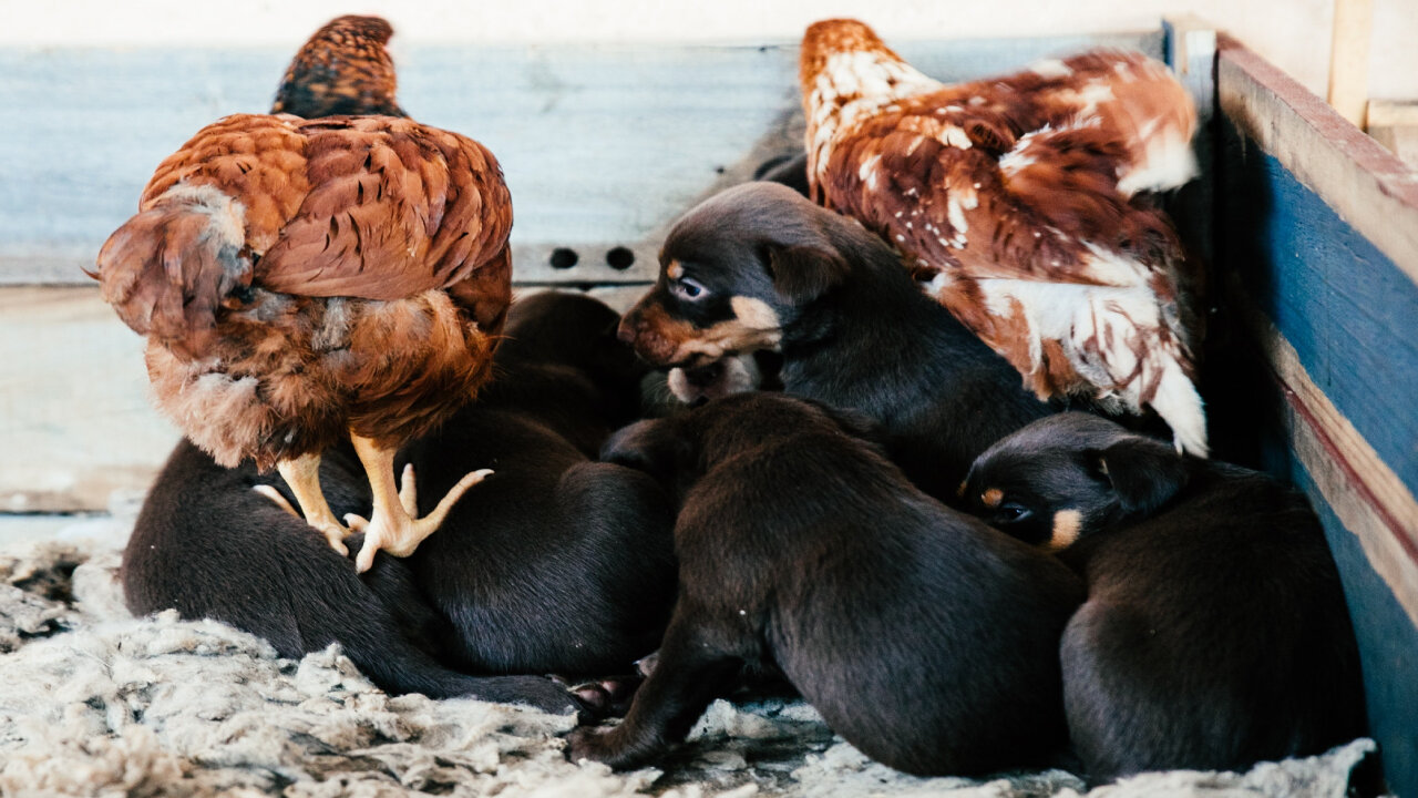 Surprising animal partnership you didn't know exists