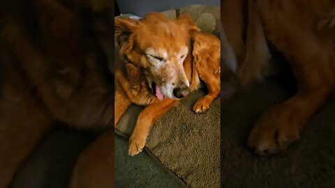 Titan wake up! good morning funny golden retriever age 12 #best #dog #goldenretriever